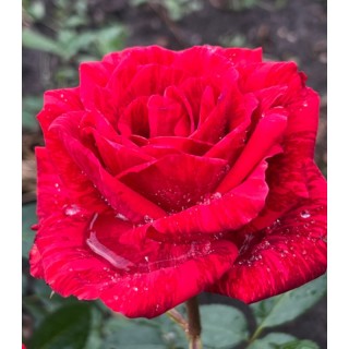 Trandafir teahibrid Red Intuition, 1 butas