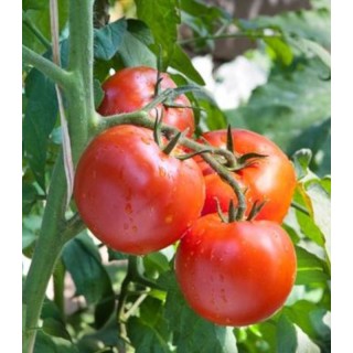 Seminte tomate Florina 44