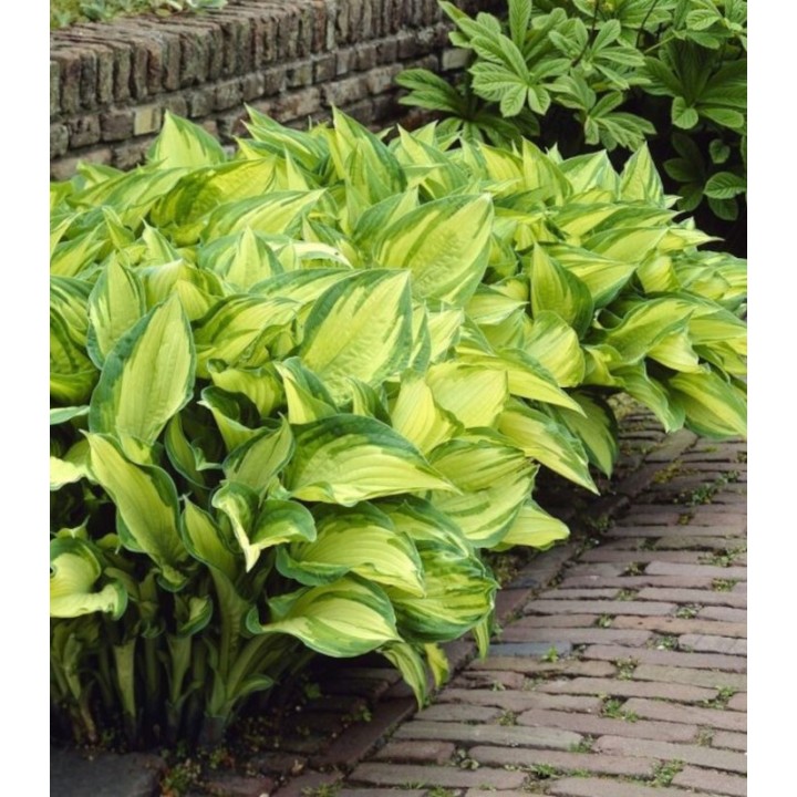 Hosta Fire and Ice/Albopicta - 1 radacina
