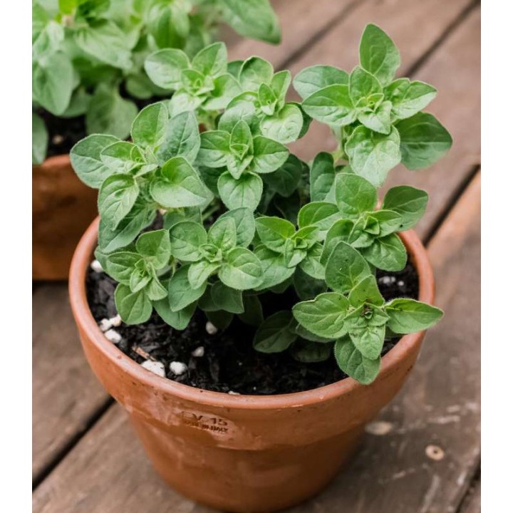 Seminte de oregano, 10 grame