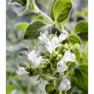Oregano Heracloticum, floare alba, grecia, 100 grame