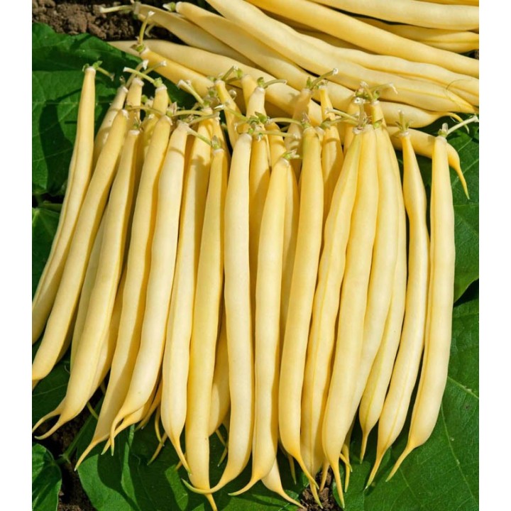 Seminte de fasole urcatoare Kentucky Wonder Wax, 250 grame