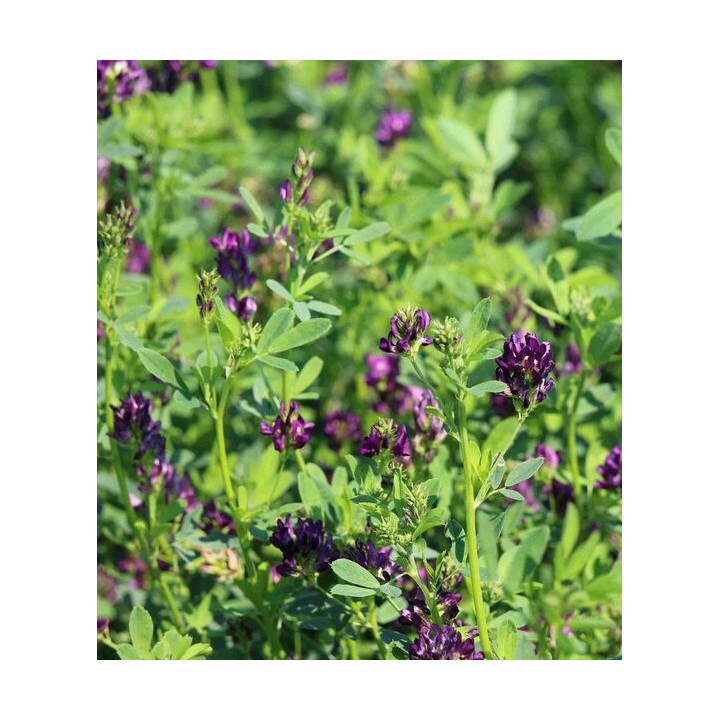 Seminte de lucerna Algonquin, drajata, sac 25  kilograme