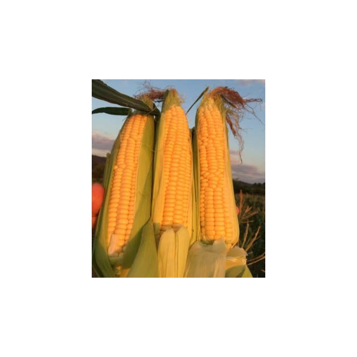 Seminte de porumb Sweet Nugget F1, 50.000 seminte