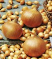 Ceapa esalota Golden Gourmet - 1 kilogram
