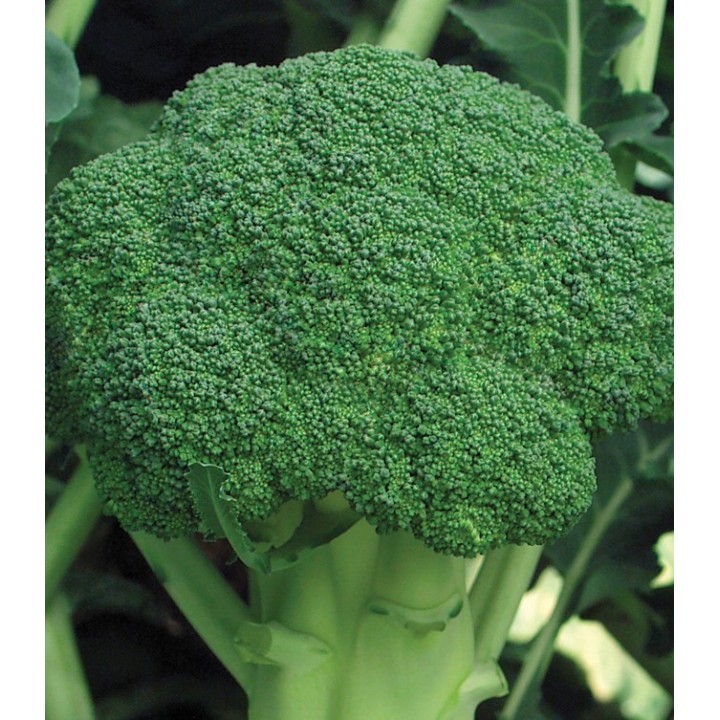 Seminte de broccoli Marathon F1, 60 seminte