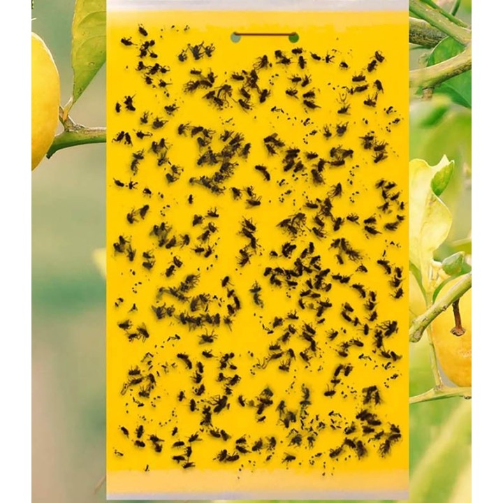 Capcana lipicioasa galbena, 10 x 25 cm, afide