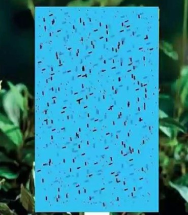 Capcana lipicioasa anti-insecte, albastra, trips, 10x25 cm