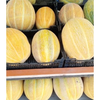 Seminte de pepene galben Lider F1, bulgaresc, feliat, 1000 seminte | Agrodelta Select