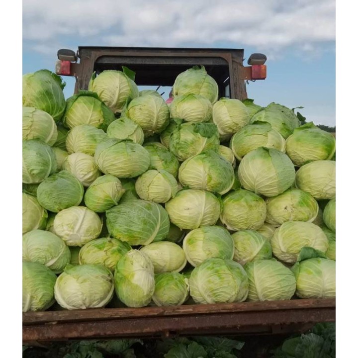Varza Polka F1, Milisauti, jud. Suceava
