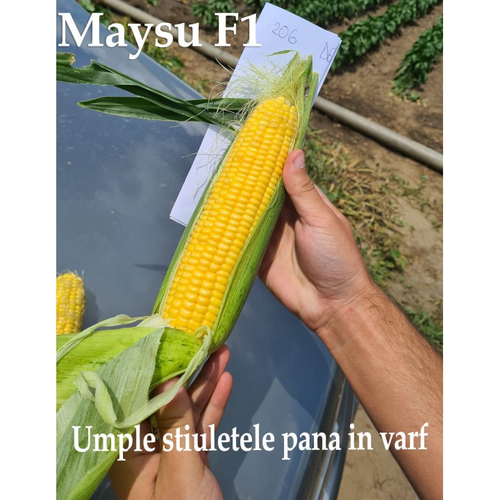 Porumb de fiert Maysu, stiuleti mari, rezistenta la erbicide