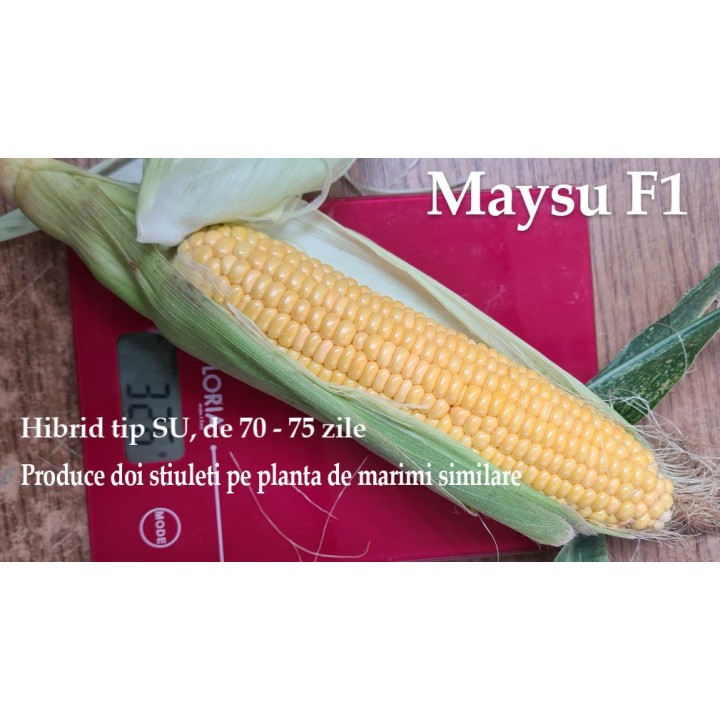 Porumb Maysu F1