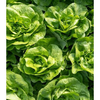 Salata de vara cu rezistenta la Fusarium, 32-229