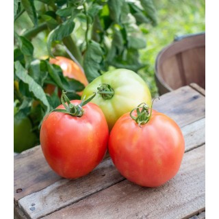 Seminte de tomate Sandero F1, 250 seminte