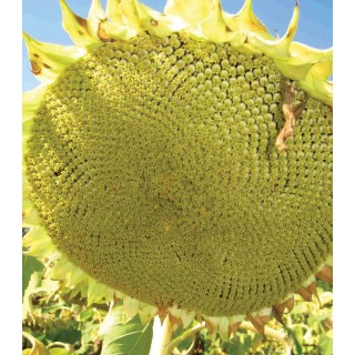 Seminte de floarea soarelui Paraiso 120 CL, sac 150.000 seminte