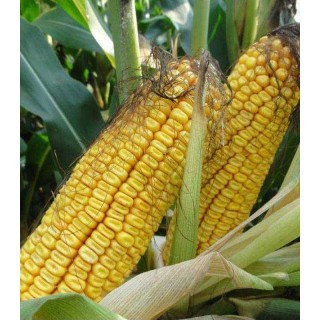 Seminte de porumb NK Cobalt, 50.000 seminte