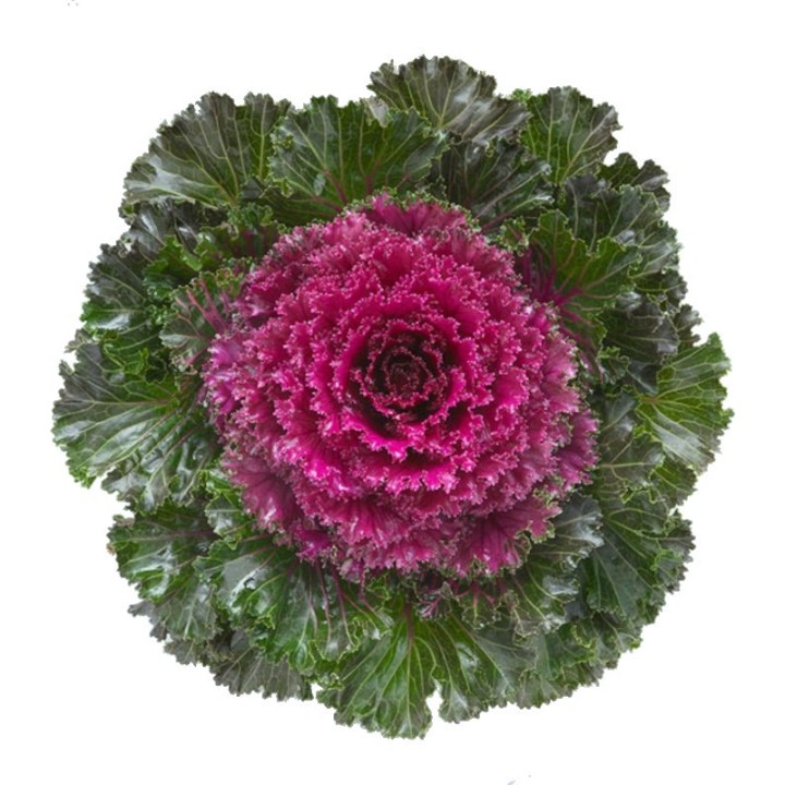 Brassica oleracea Crystal Red F1, 1000 seminte