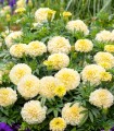 Seminte de craite Kilimanjaro White, tagetes erecta profesionale, cu flori albe