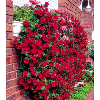 Petunia curgatoare Shock Wave F1 (250 seminte)