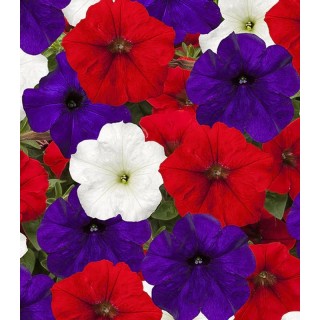 Petunia Shock Wave Mix Volt F1