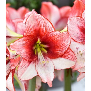 Bulbi de toamna, Amaryllis Charisma