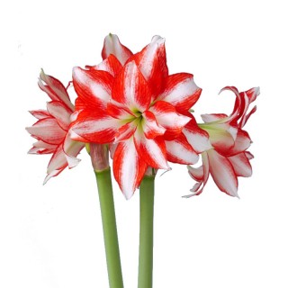 Amaryllis Exotic Peacock (1 bulb)
