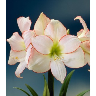 Bulbi de Amaryllis Picotee, floare alba cu margini roz