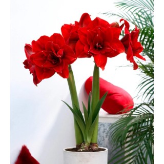 Bulbi de Amaryllis Double Red Nymph, floare uriasa, dubla, rosie