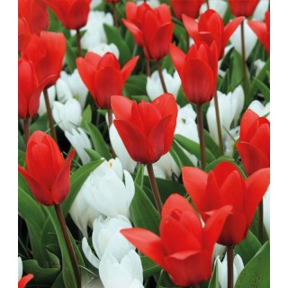 Mix bulbi lalele si crocus Early Spring Beauty