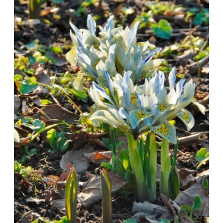 Iris Katherine Hodgkin, 7 bulbi