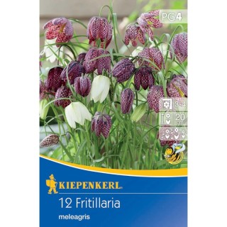 Bulbi de fritillaria meleagris
