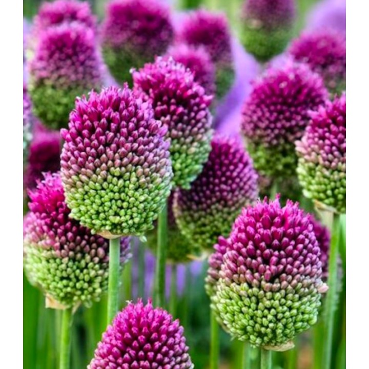 Allium Sphaerocephalon (15 bulbi)
