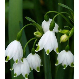 Bulbi de Leucojum Aestivum, ghiocei, 5 bulbi