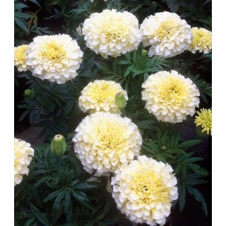 Craite (Tagetes erecta) Buttercream F1, 20 seminte