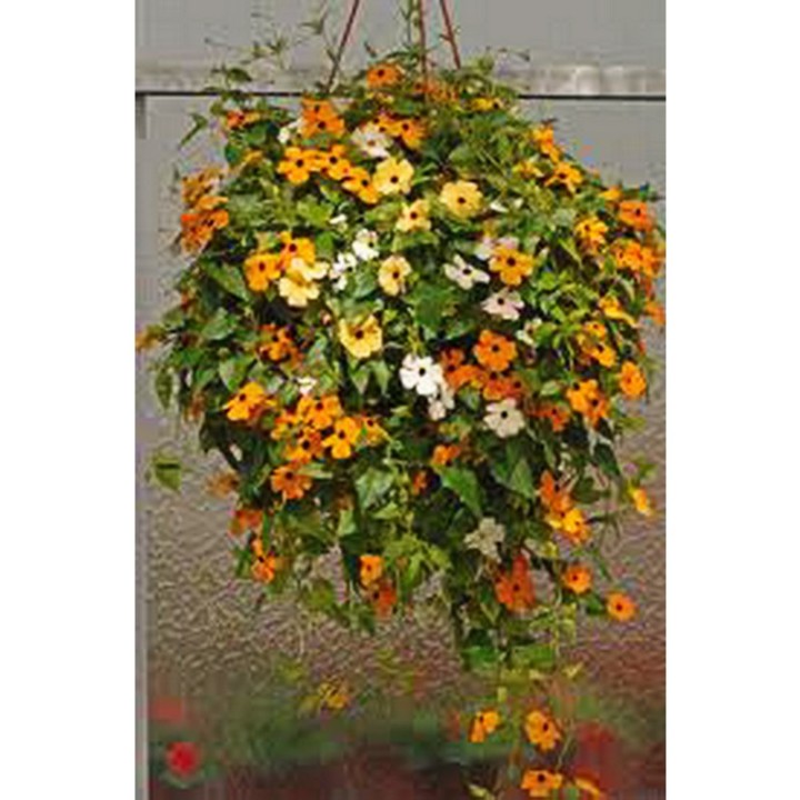 Thunbergia Black Eyes Susan Susan Mix