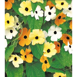Thunbergia Black Eyes Susan Susan Mix, 20 seminte