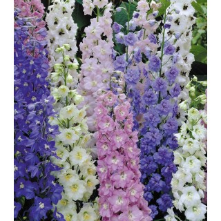 Delphinium Pacific Giants Mixed, 100 seminte