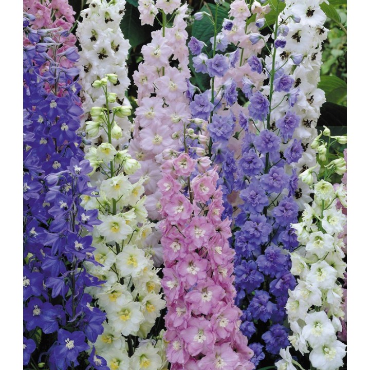 Delphinium Pacific Giants Mixed, 100 seminte