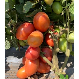 Seminte tomate Pink Soul F1, 500 seminte