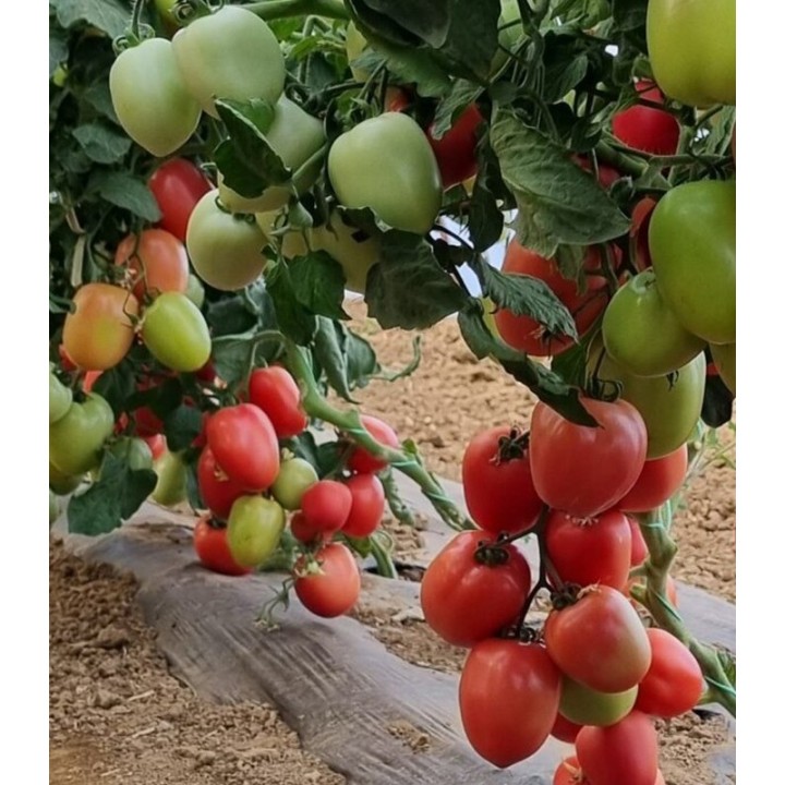 Seminte tomate Pink Soul F1, 500 seminte