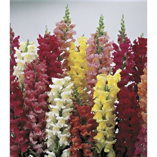 Antirrhinum majus Liberty Classic Mix - 1000 seminte