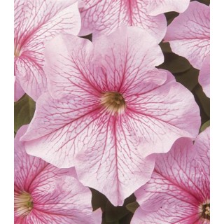 Petunia grandiflora Dreams F1 Pink Vein