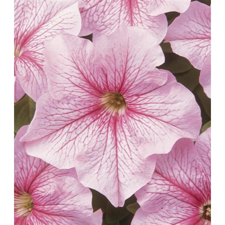 Petunia grandiflora Dreams F1 Pink Vein
