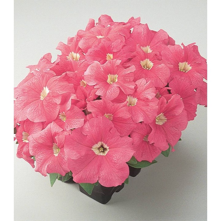 Petunia Dreams F1 Salmon