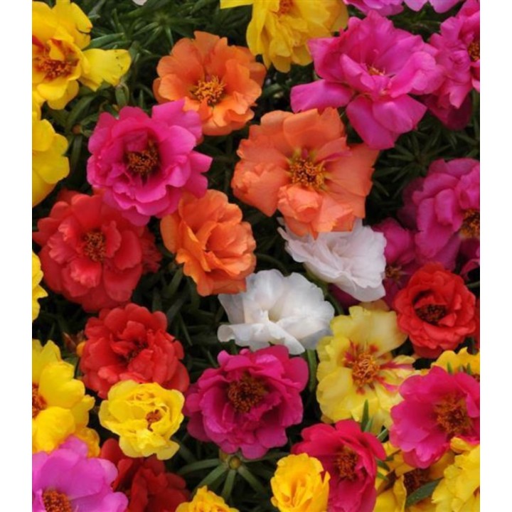 Portulaca grandiflora Happy Hour Mix F1, 1000 seminte