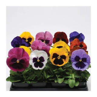 Panselute (Viola wittrockiana) Matrix Mix Blotch F1, 1000 seminte