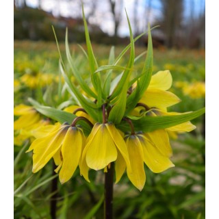 Bulbi de fritillaria imperialis Early Sensation