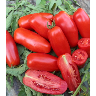 Seminte de tomate Centopercento F1