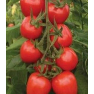 Seminte de tomate Red Heart F1 pentru recoltarea pe ciorchine