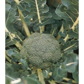 Seminte de broccoli Lucky F1, 1000 Seminte